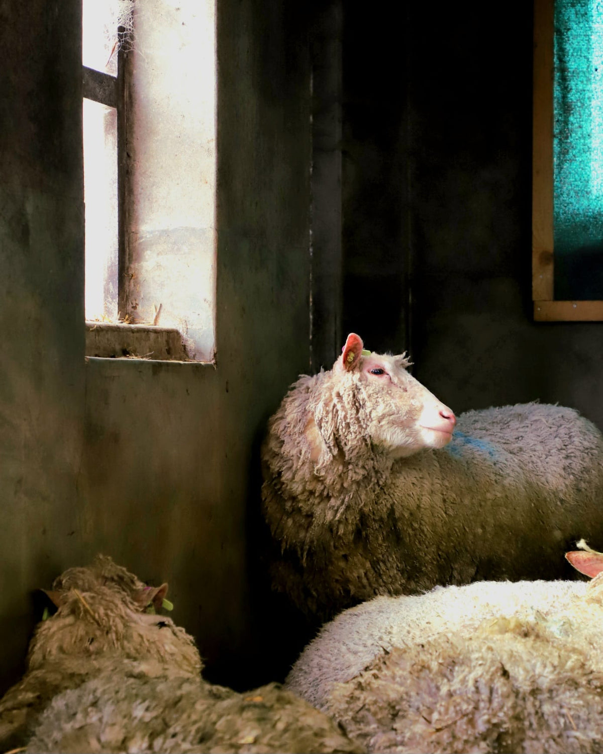 Nederlandse Schaap