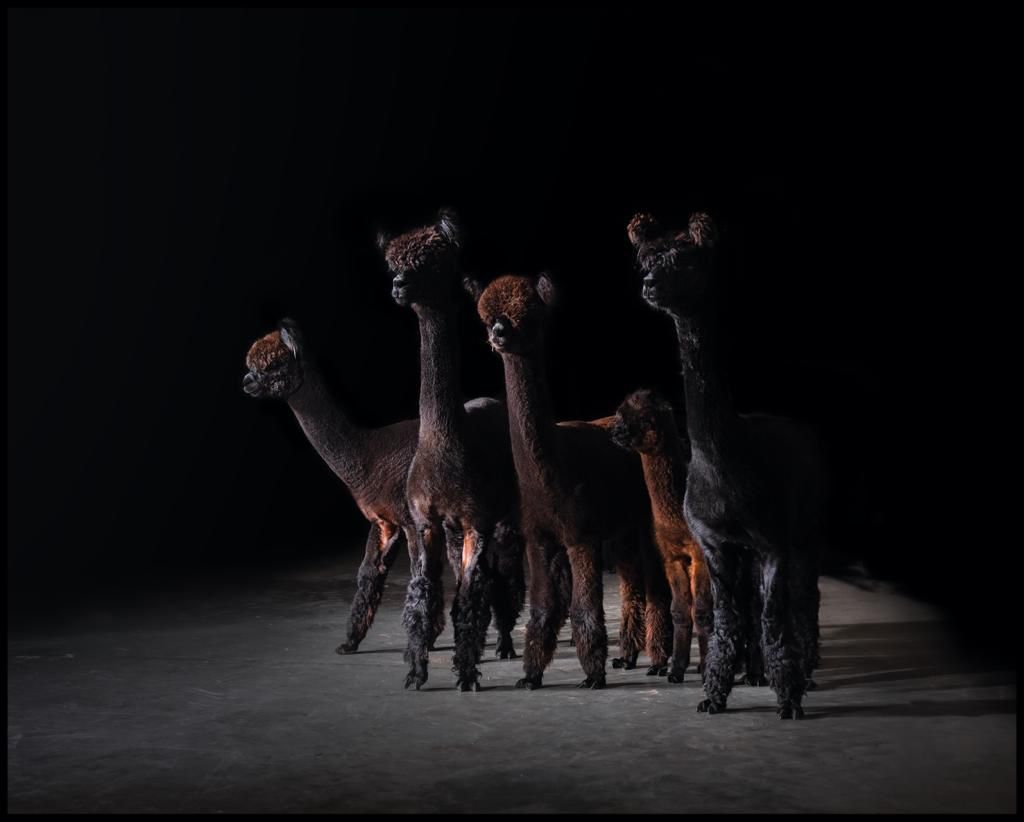 Nederlandse Alpaca