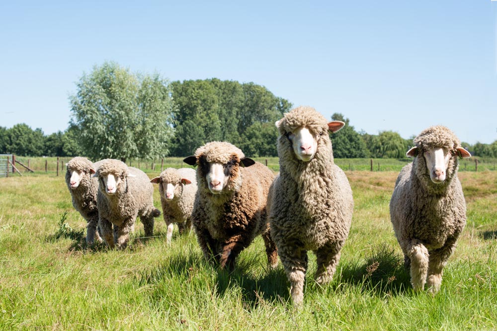 Nederlandse Merino wol
